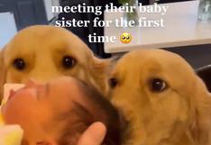 Emocionante: dos perros conocen al bebé de sus dueños y su emotiva reacción es viral [VIDEO]