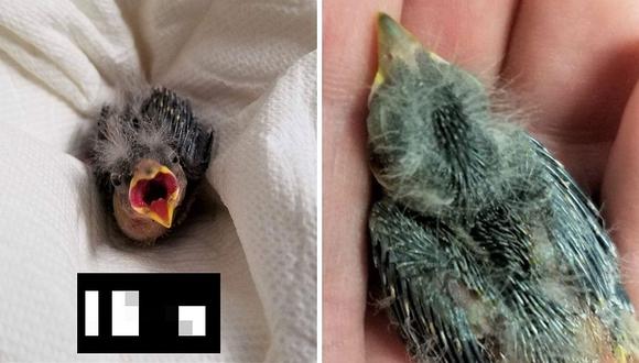 Hombre ebrio encuentra a un pájaro herido y lo envía en un taxi a veterinaria 