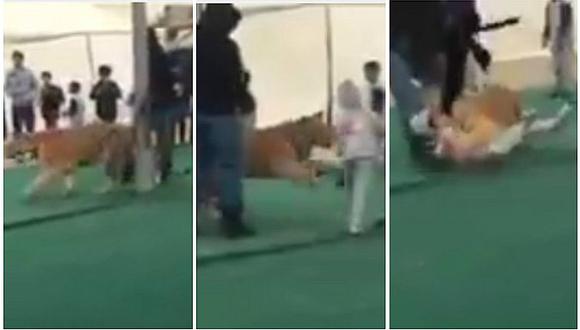 YouTube: tigre ataca a una niña e imágenes indignan al mundo (VIDEO)