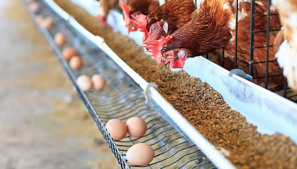​Prohíben venta de huevos de gallinas maltratadas al ser criadas entre rejas