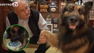 Drum, el perrito que aprendió a hacer los recados para su dueño (VIDEO)