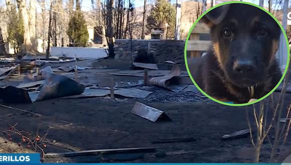 Cachorro muere tras ayudar a su dueña a escapar de su vivienda que se incendiaba | VÍDEO