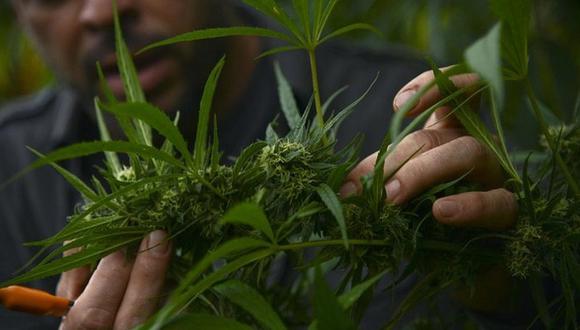 Publican Ley que regula el uso de cannabis medicinal y otros derivados