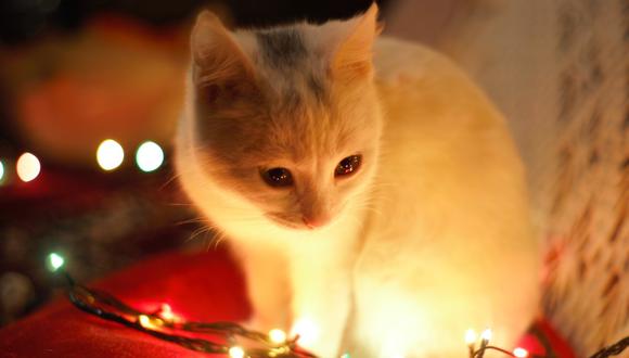 Un gato en un árbol de Navidad. (Foto: Pexels)