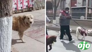 Perrito de la calle mira con tristeza desfile de mascotas y cibernautas lo buscan para darle un hogar