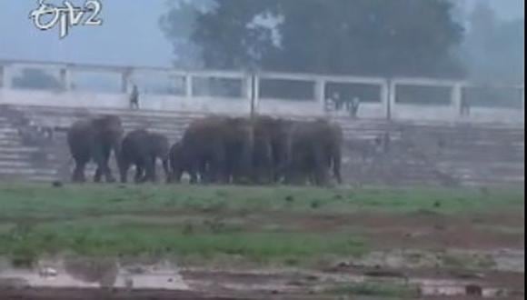 Elefantes causan pánico en ciudad de India [VIDEO]