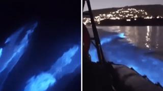 “Delfines brillantes” son captados en costas de California | VIDEO 