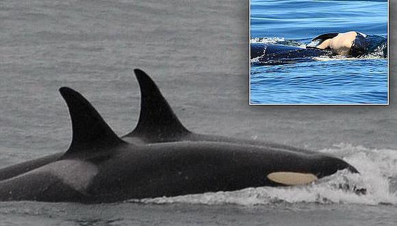 ​Orca mamá que cargó a su cría muerta durante 17 días por fin deja duelo