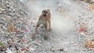 Excursionista se salva de milagro de ataque de puma que lo persiguió por varios minutos