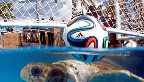 Mundial Brasil 2014: Tortuga "Cabezona" predice que locales le ganarán a Croacia 
