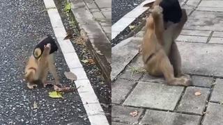 Mono se convierte en “ejemplo a seguir” por ponerse mascarilla para caminar en la calle