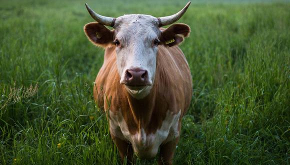 El video de la vaca causó revuelo en las redes (Foto: Referencial - Pixabay)