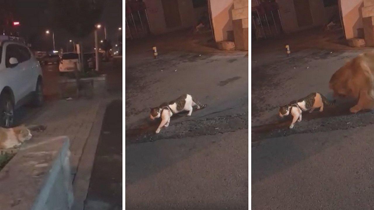 Perrito detiene fuerte pelea entre dos gatos con la mejor "técnica" (VIDEO)