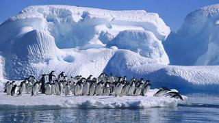 Antártida: plantean crear “el área marina protegida más grande del mundo” para salvar biodiversidad