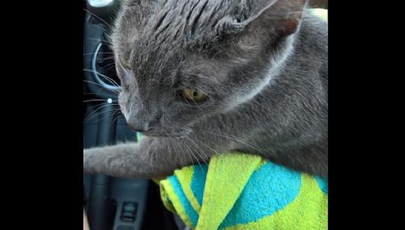 ​Facebook: Gatito se despide así de sus amos en su último día de vida