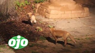Sobredosis de ternura: dos crías de zorro son captadas jugando con una pelota