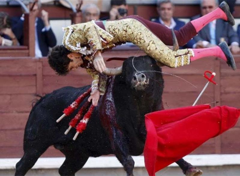 Torero español José Tomás en "discreta mejora" y está fuera de peligro
