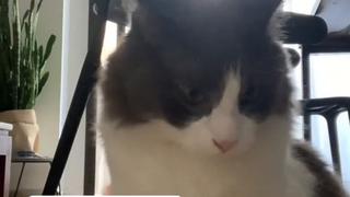 Todo un artista: gatito es un ‘maestro’ del piano y tiene miles de seguidores en TikTok [VIDEO]
