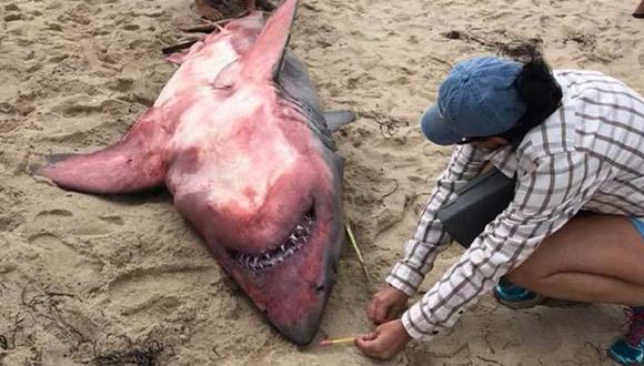 Un tiburón blanco con manchas rojas y pesas en su interior es encontrado muerto en la playa
