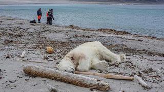 Invaden territorio de oso polar, pero animal lo defiende y termina asesinado