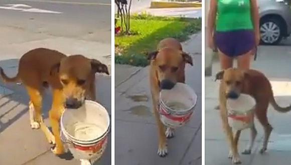 Conmoción en Facebook por perro que carga balde con agua en Chorrillos (VIDEO)