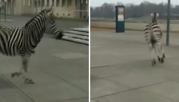 Cebra muere tras escapar de un circo navideño (VIDEO)