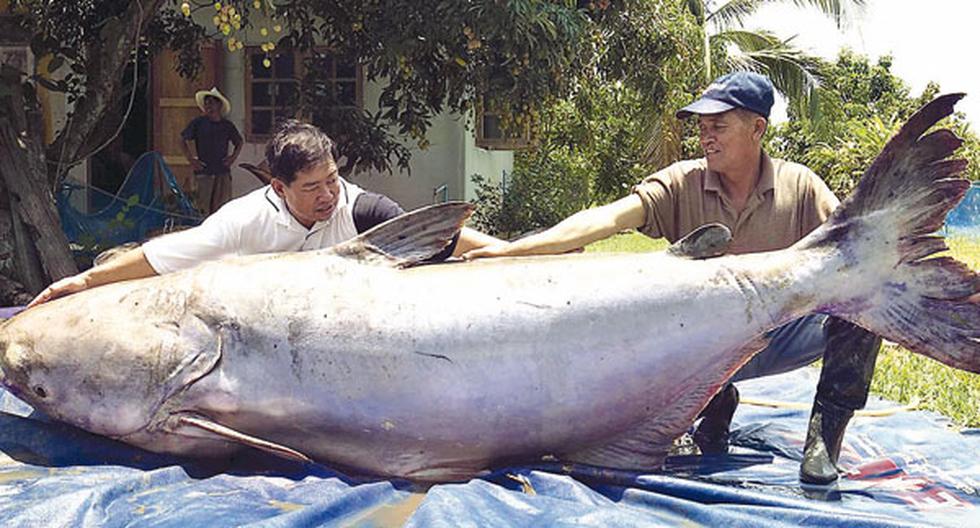 Pez gato gigante GALERIA OJO