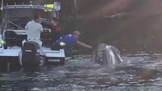 YouTube: Una ballena se 'atraganta' con bolsa de plástico y 'ruega' por ayuda
