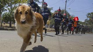 ​Cientos de perros "peregrinan" en busca de su santo patrono (FOTOS)