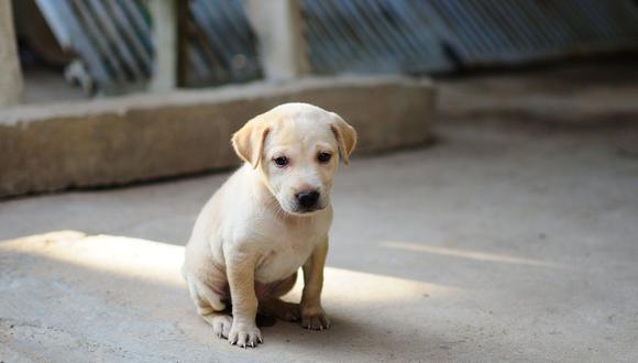 La venta de crías de perros y gatos en tiendas de animales estará prohibida a partir del 1 de enero de 2024. Estos ya no podrán exponerse en los escaparates y su venta en línea estará mejor regulada. (Foto: Pixabay)