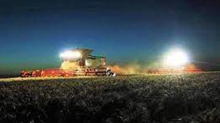 Cosechan trigo en las noches para salvar cultivos debido a la ola de calor