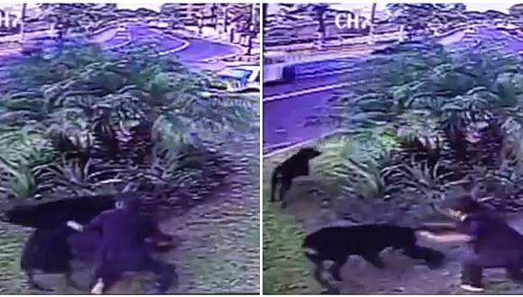 Mascotas: perrito es atacado por dos rottweiler en Chorrillos mientras su dueña lo paseaba (VIDEO)