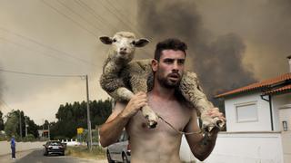 Portugal: Las sorprendentes imágenes de un hombre salvando a una oveja de las llamas