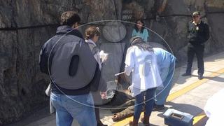 Rímac: motociclista es hallado muerto en túnel Santa Rosa (VIDEO)