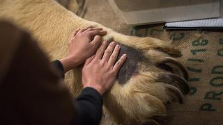 ​Matan, solo porque tenía artritis, a Inuka, primer oso polar nacido en el trópico