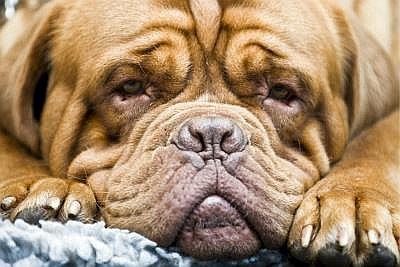 Cientos de perros bulldog desfilan en México en busca del Guinness 