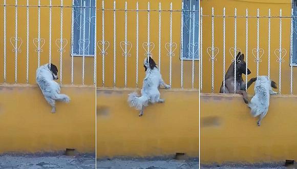 Trabajo en equipo de dos perros sorprende a muchos y se hace viral en Facebook (VIDEO)