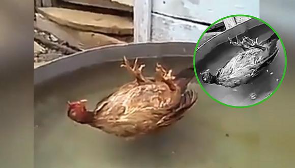 Joven pensó que su gallo había muerto ahogado, pero su reacción sorprende (VIDEO)