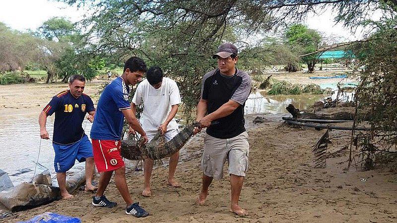 ​Caimanes y cocodrilos escapan de zoológico tras desborde de río en Lambayeque