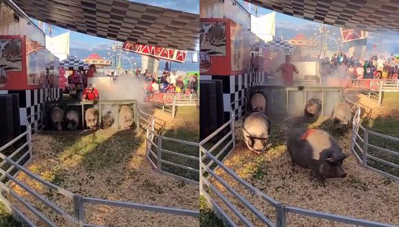 Un video viral protagonizado por unos "veloces" cerdos acapara la atención de las redes sociales. | Crédito: @inspiredbydenae / TikTok