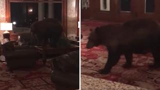 Oso es invitado especial de un hotel y causa "alboroto" (VIDEO)