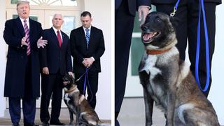 Donald Trump condecora a perro “héroe” que participó en operación donde murió  líder Estado Islámico 