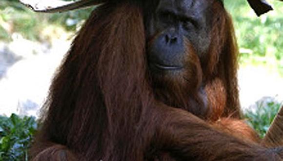 Rescatan orangután que consume cigarrillo en zoológico de Malasia