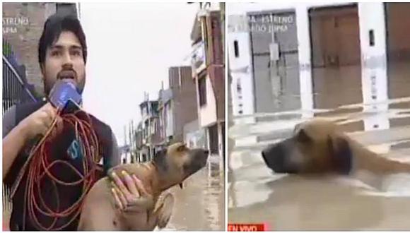 Mascotas: reportero rescata a perrito en plena transmisión y lo pone a buen recaudo (VIDEO)