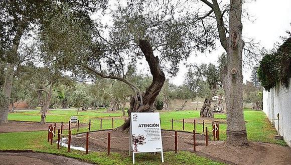 Papa Francisco: San Isidro le regalará rama de árbol de Olivo plantado por San Martín de Porres