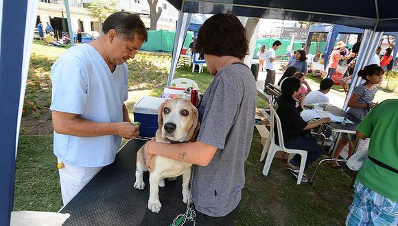 Veterinaria enseña cómo proteger a mascotas en casos de desastre