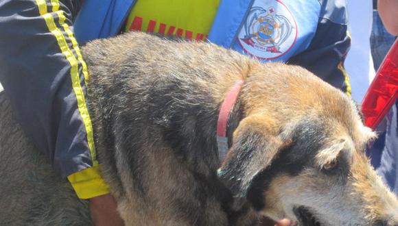 Mira el rescate del perrito que cayó en acantilado de la Costa Verde 