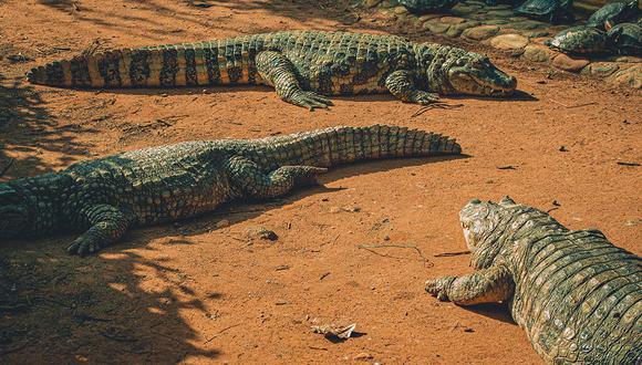 La pareja se alejó del cocodrilo cuando vieron que este iba en dirección hacia ellos. Al final, el reptil terminó por abandonar el lugar. | Foto: Pexels/Referencial