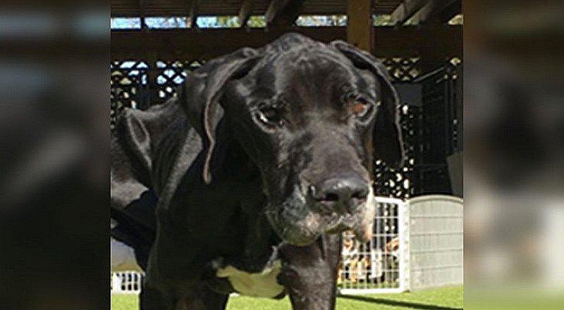 Perro no es alimentado por 2 semanas y se devora su propia pata (FOTOS)