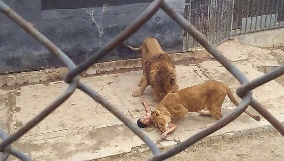Chilenos asesinos y especistas matan a balazos a dos inocentes leones 